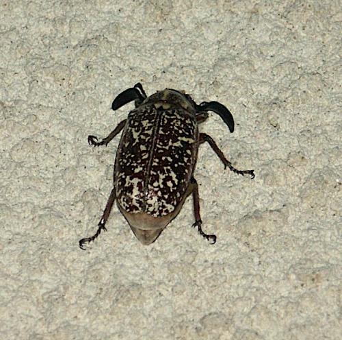 Polyphylla fullo